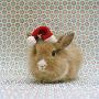 Fluffy Bunny Wearing Santa Hat by Ilona Habben Limited Edition Pricing Art Print