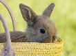 Rabbit Sitting In Basket, Close-Up by Achim Sass Limited Edition Print