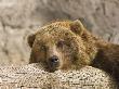 Grizzly Bear Relaxing On A Log by Jay Ryser Limited Edition Print