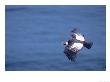 Andean Condor, Adult Male Flying Over Atacam Desert Coast, Peru by Mark Jones Limited Edition Print