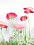 Pink Poppies, White Background by Takashi Komiyama Limited Edition Print