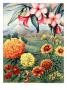 Portrait Of Frangipani And Marigolds Native To Mexico by National Geographic Society Limited Edition Pricing Art Print