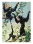 Throat Sac Inflated, A Siamang Gibbon Is About To Scream At Sunrise by National Geographic Society Limited Edition Print