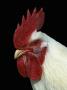 Domestic Rooster (Gallus Domesticus) by Grambo Limited Edition Print