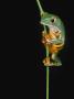 Tiger Striped Lemur Frog by Darwin Wiggett Limited Edition Print