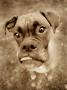 Sepia Image Of Boxer Dog With Tongue Sticking Out by Greg Gerla Limited Edition Print