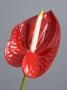 Red Anthurium (Anthurium Andreanum) by Halfdark Limited Edition Pricing Art Print