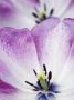 Close-Up View Of Tulip by Clive Nichols Limited Edition Print