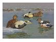 A Painting Of Pairs Of Various Species Of Eider by Allan Brooks Limited Edition Pricing Art Print