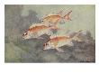 A Painting Of Three, Colorful Squirrelfish. by National Geographic Society Limited Edition Pricing Art Print