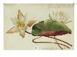 This Plant Belongs To The Water Lily Family. by National Geographic Society Limited Edition Print