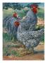 A View Of Barred Plymouth Rock Chickens, One Of The Seven Varieties. by National Geographic Society Limited Edition Print