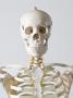 Head And Shoulders Of An Anatomical Skeleton Model by Rachel De Joode Limited Edition Print