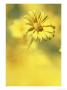 Yellow Daisy, Mexico by Patricio Robles Gil Limited Edition Print