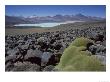 Bolivian Altiplano, Yareta, Andean Cushion Plant, Bolivia by Mark Jones Limited Edition Print