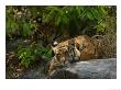 Bengal Tiger, 11 Month Old Cub On Rocks, Madhya Pradesh, India by Elliott Neep Limited Edition Print