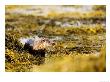 European Otter, Female Standing Amongst Seaweed, Scotland by Elliott Neep Limited Edition Print