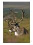 Reindeerrangifer Tarandusadult In Velvetscotland by Mark Hamblin Limited Edition Pricing Art Print