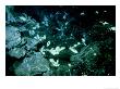 Hydrothermal Vent Panorama, 2600M Deep Off Mazatlan by Scripps Inst Oceanography Limited Edition Pricing Art Print