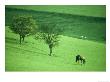 Lambourn Downs, Oxon by Steve Littlewood Limited Edition Print