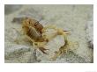 Scorpion, Androctonus Australis And Buthus Occitanus by London Scientific Films Limited Edition Print