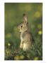 Rabbit, Youngster Standing Upright, Uk by Mark Hamblin Limited Edition Pricing Art Print