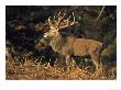 Red Deer, Stag In Bracken, Autumn Colours, Uk by Mark Hamblin Limited Edition Pricing Art Print