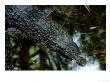 Mindoro Crocodile, Philippines by Patricio Robles Gil Limited Edition Print