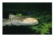 Zebra Shark Or Leopard Shark, Juvenile Swimming, Australia by Gerard Soury Limited Edition Print