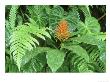 Ginger In Rainforest Herb Layer With Ferns, Costa Rica by Michael Fogden Limited Edition Print