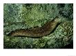 Goldentail Moray Eel, Florida by Brian Kenney Limited Edition Print