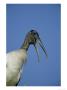 Wood Stork, Portrait Of Adult, Florida by Brian Kenney Limited Edition Print
