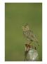Crested Lark, Singing From Fence Post, Greece by Mark Hamblin Limited Edition Print
