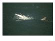 Bottle-Nosed Dolphin, Feeding On Fish, Uk by Mark Hamblin Limited Edition Print