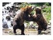 Grizzly Bears, Male And Female Playing, Quebec, Canada by Philippe Henry Limited Edition Print