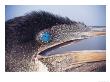 Flightless Cormorant, Breeding Adult, Fernandina Island, Galapagos by Mark Jones Limited Edition Print