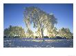 Silver Birch, Betula Pendula In Hoar Frost, Jan Cairngorms National Park, Scotland by Mark Hamblin Limited Edition Print