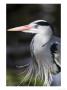 Grey Heron, Head And Chest Portrait Showing Breast Plumes, London, Uk by Elliott Neep Limited Edition Print