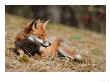 Red Fox, Young Male Fox Sun-Bathing, Lancashire, Uk by Elliott Neep Limited Edition Print