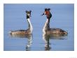 Great-Crested Grebes, Pair Courting, Lake Geneva, Switzerland by Elliott Neep Limited Edition Print