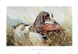 Cocker Spaniel by Sandro Nardini Limited Edition Pricing Art Print