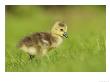 Canada Goose, Gosling In Grass, London, Uk by Elliott Neep Limited Edition Print