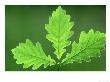 Oak Leaves, Fresh Spring Foliagemay, England by Mark Hamblin Limited Edition Print