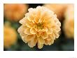 Dahlia Linda by Geoff Kidd Limited Edition Print