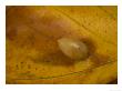 Mikiola Fagi, Autumn by Bob Gibbons Limited Edition Print
