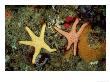 Seastars, Feeding, Australia by Karen Gowlett-Holmes Limited Edition Pricing Art Print