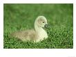 Mute Swan, Cygnus Olor Young Cygnet On River Bank Uk by Mark Hamblin Limited Edition Pricing Art Print