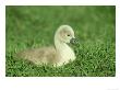 Mute Swan, Cygnus Olor Young Cygnet On River Bank Uk by Mark Hamblin Limited Edition Print