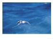 Red Billed Tropicbird In Flight, Hood Island, Galapagos by Mark Jones Limited Edition Pricing Art Print