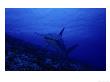 Great Hammerhead Shark, Swimming, Polynesia by Gerard Soury Limited Edition Print